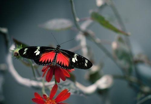 周安然谢景行左依依是哪部小说 周安然谢景行笔趣阁最新章节列表