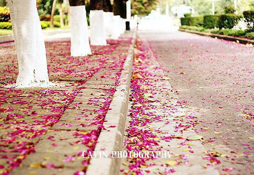 盛妩沈淮宴笔趣阁免费阅读 红尘婆娑皆过客：后续免费阅读小说