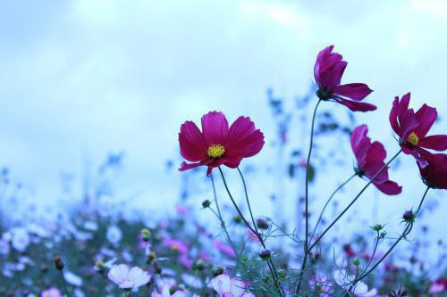 苏倩小说名字 人均的午餐被员工骂猪食，我反手一招公司炸了苏倩小说