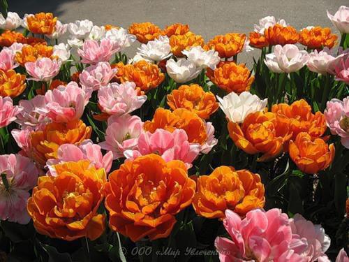 苏渺渺沈之晏最新章节内容 妖妃报恩后，原地成仙了：二版最新章节免费阅读