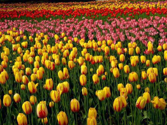 傅云州黎梦霜苏苏免费阅读最新章节结局 眸中星河已散全文免费阅读