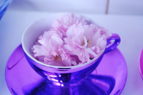 秦书白鹿笙乔烟雨笔趣阁 她与星河皆灿烂小说全文免费