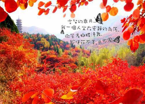 王洋晓月小说名 听媳妇的有边界感之后,怎么儿子儿媳崩溃了?后续小说完整版免费