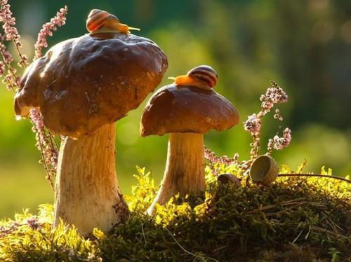 沈庭深的小说叫什么 温知夏沈庭深男主沈庭深小说