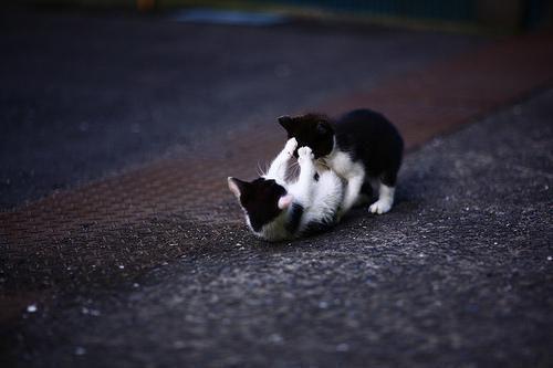 沈南妍仓央措勒什么关系 沈南妍仓央措勒未删减小说