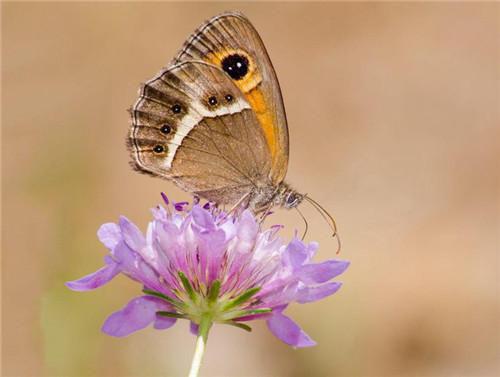 念七安段月汐大结局后续 社恐绝世美男子网恋失败后小说正版免费阅读