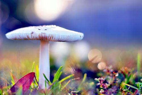 阿尘小雅免费阅读 青云之上的修行之旅免费阅读小说