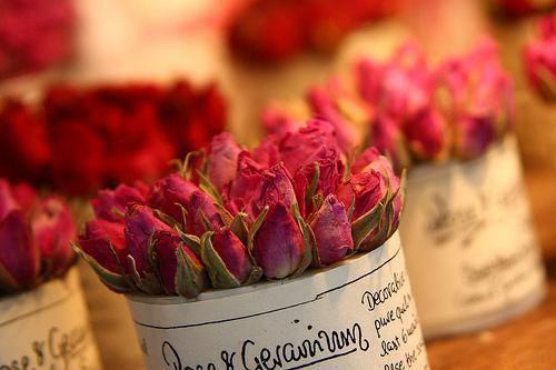 全本第一帝女（楚烨楚宸）最新章节列表_全本第一帝女全文阅读