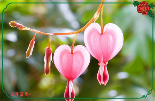 沈心柚免费阅读最新章节结局 十二月的离别小说