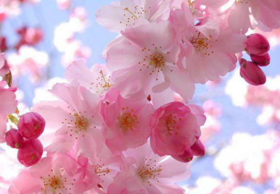 楚逸尘沈清雪沈知意时予年小说 逸尘远赴青山外免费阅读