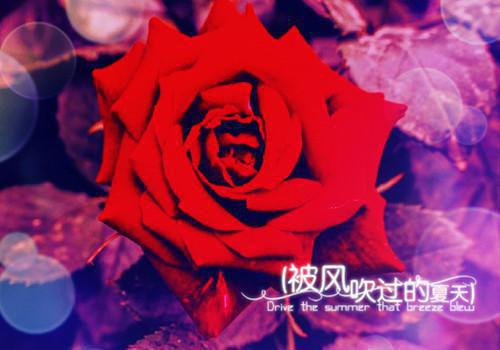 顾鹤庭顾怀安裴听竹是哪部小说 裴听竹顾鹤庭笔趣阁