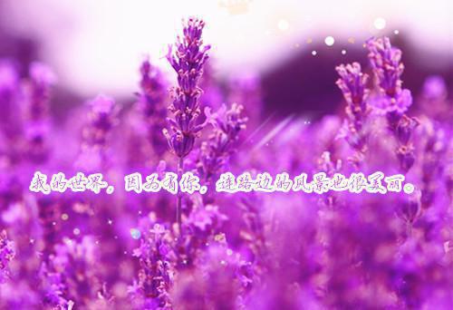 林念温沈榆北小说 已无风月也无你免费阅读小说