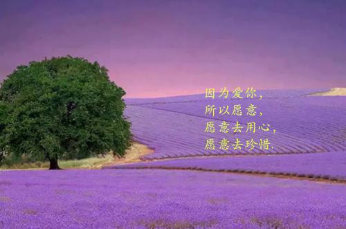 全本终随雁影各西东小说：+后续+结局（倪安程希）最新章节列表_终随雁影各西东小说：+后续+结局（倪安程希）终随雁影各西东小说：+后续+结局在线阅读