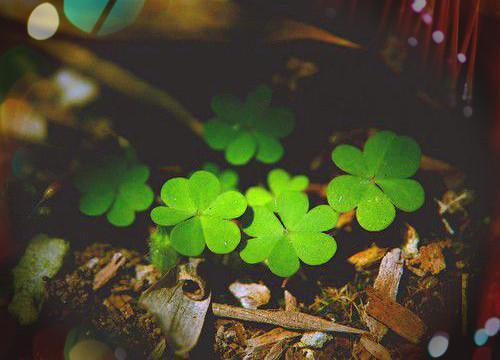 夏阑江驰野小说免费阅读最新章节 反向网遇全文免费阅读