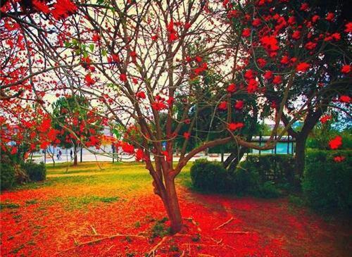 江妍月顾屿舟沈以安和谁在一起了 知道我有白月光后影帝他又争又抢免费阅读小说