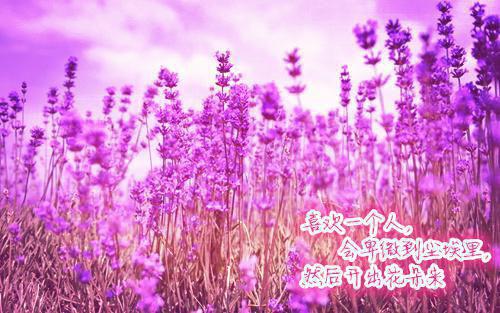 宁珂江绵绵和谁在一起了 将她拉下神坛后，他跪了小说正版阅读