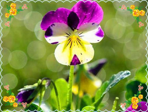 姬明欢最新章节更新 我的化身正在成为最终BOSS（小说家）免费阅读