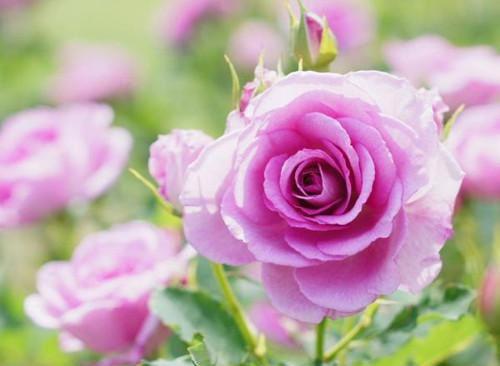 林若汐沈轻赫笔趣阁免费阅读 月影潮汐免费阅读小说