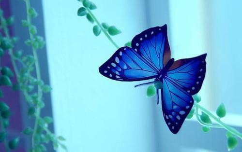 陆时越戚柚是哪部小说 戚柚陆时越免费阅读小说