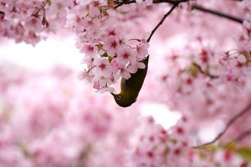 朝非辞秦简简和谁在一起了 小宫女被读心了小说