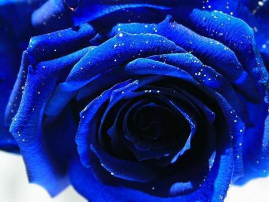 陈浮光什么关系 浮光亦朝霞by扑街免费阅读