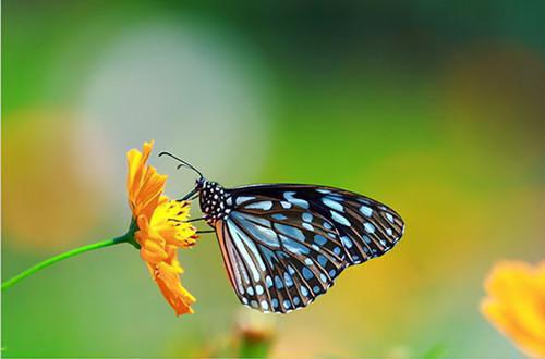 江妤傅时骁小说名 实名招惹男主江妤傅时骁小说