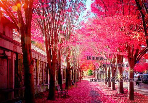 霍萧北阮流云何子枢大结局后续 红豆相思无道是小说最新章节列表