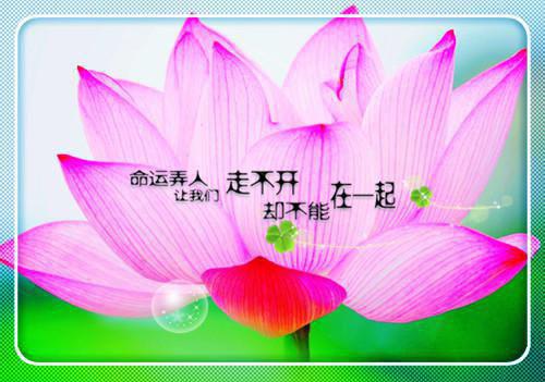 贾东旭结局 穿越情满四合院双系统养家小说全文免费