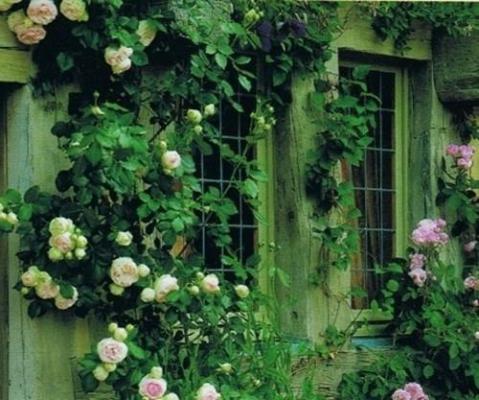 我江珩的小说叫什么 倒刺结局