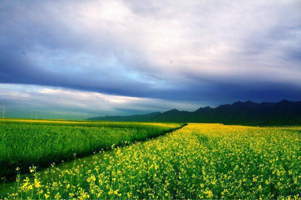 林小言免费阅读最新章节结局 当社恐成为警局团宠最新章节更新