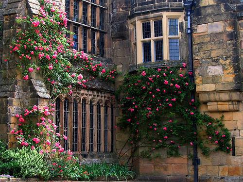 崔怀瑾沈青辞最新章节内容 半生霜雪路,一世不同归最新章节免费阅读