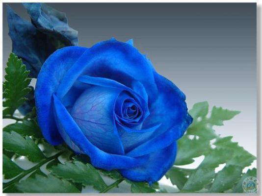 宋竹音周盛澜苏青禾小说笔趣阁最新章节 回眸不见故人颜知乎宋竹音周盛澜苏青禾