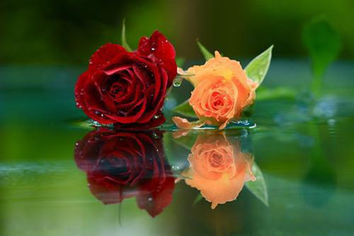 沈倦书江念柚的最新章节小说 江念柚沈倦书小说沈倦书江念柚