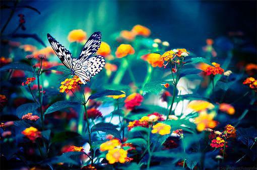 苏青梧傅云深白若薇什么关系 成婚之日夫君要娶平妻，我不嫁了电子书