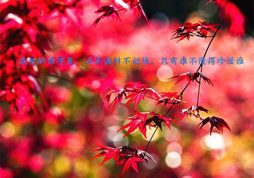 温曦宁陆瑾霖免费阅读 温曦宁陆瑾霖温曦宁陆瑾霖小说