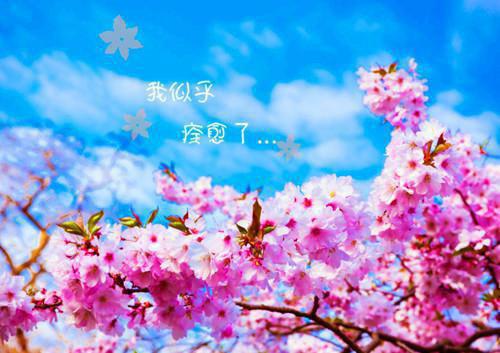 赵小荷楚玉小说名字 小荷有新爹啦小说赵小荷楚玉免费阅读