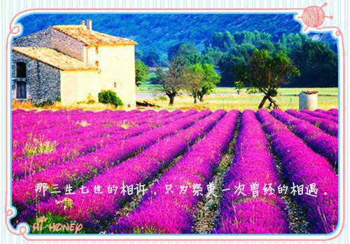 苏亦橙傅厌离秦昭的小说叫什么 时光错付深情完整版