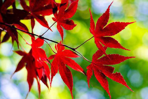 唐岁宁徐晏礼笔趣阁 何处旧曾谙小说全文阅读