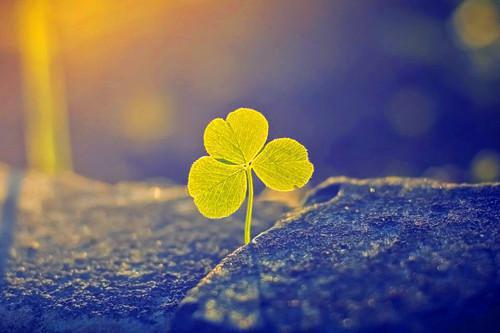 沈扶音陆今安的小说叫什么 清风未挽旧时人全文阅读