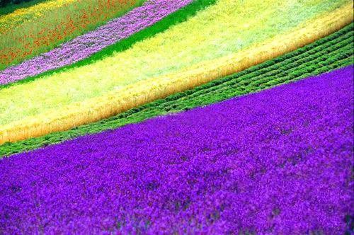 温清辞陆北琛简思悦小说免费阅读最新章节 月落难寻归雾里在线阅读