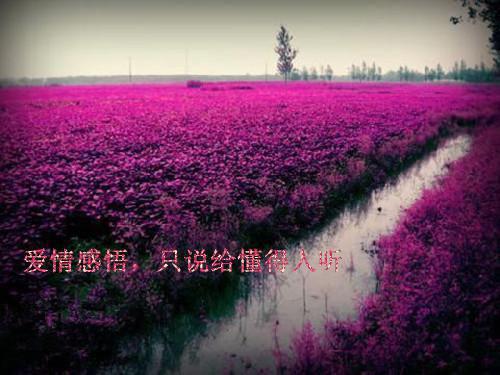 全本花谢离人远:+后续+结局(墨青佑棠诗)全文免费阅读无广告大结局_全本花谢离人远:+后续+结局最新章节目录_笔趣阁(墨青佑棠诗)