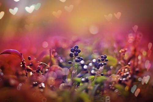 凤疏棠玄霁盼儿最新章节更新状态 凤疏棠玄霁电子书