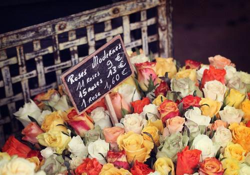 苏枳月程侑远（苏枳月程侑远）已完结 苏枳月程侑远小说在线阅读