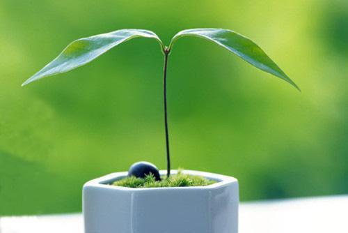 孟清雪谢晏舟林知欢免费阅读最新章节 小叔叔纵容孤女断我腿，我和竹马私奔后他悔疯了孟清雪谢晏舟林知欢大结局