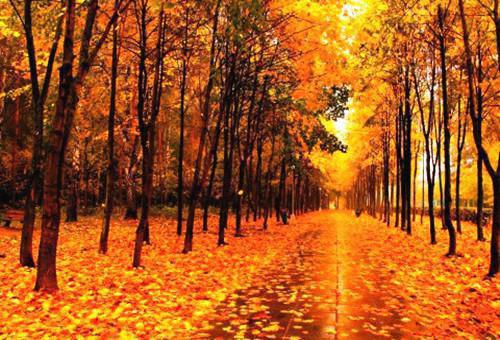 许尽欢霍时夜小说名 大仙不爱了完整版