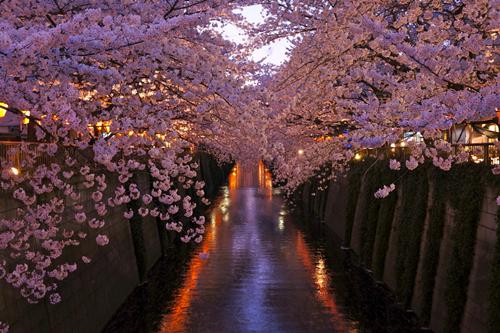 舒以宁解连城舒晚樱小说 回首烟波俱渺然小说全文阅读