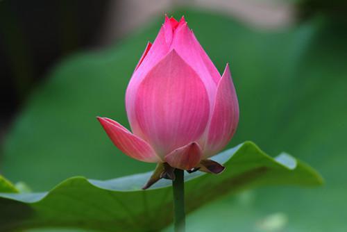 我妈妈傅行知傅明轩最新章节内容 傅行知傅明轩小说我妈妈傅行知傅明轩免费阅读全文