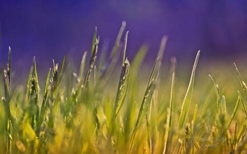 姜梨顾沉白徐知晚小说免费阅读全文 死后五年,我成了男友的婚礼主持人未删减小说