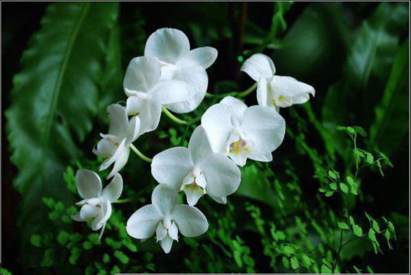 我沈洛傅砚安小说名 被替身代替后小说