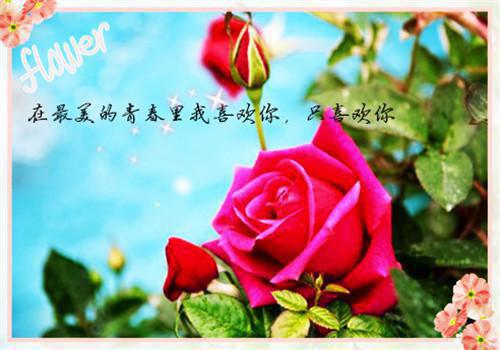 赵雾笙祁野许昭月小说叫什么名字 不负相思引一诺:后续小说